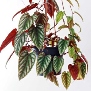 rex begonia vine, cissus discolor, houseplant, indoor plant, hanging baskets
