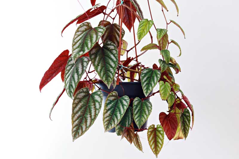 rex begonia vine, cissus discolor, houseplant, indoor plant, hanging baskets