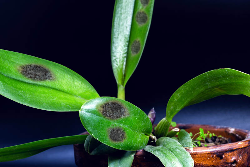 Orchid Leaves, Black Spots on Orchid Leaves, Black Spot