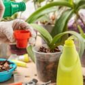 Orchid Fertilizer, Orchid Fertilization, How to Fertilize Orchids