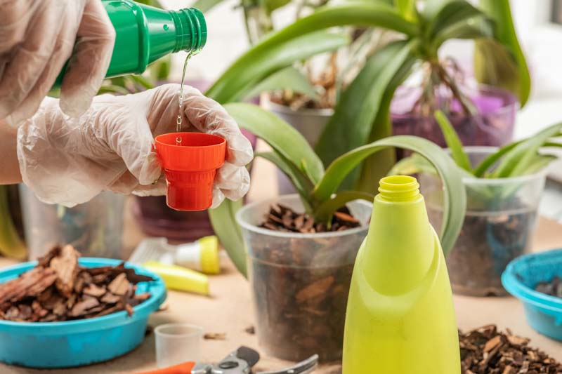 Orchid Fertilizer, Orchid Fertilization, How to Fertilize Orchids