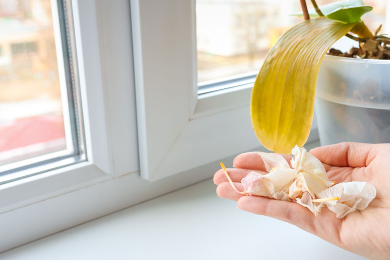 Orchid Flowers, Orchid Flowers Falling, Dried Orchid Flowers