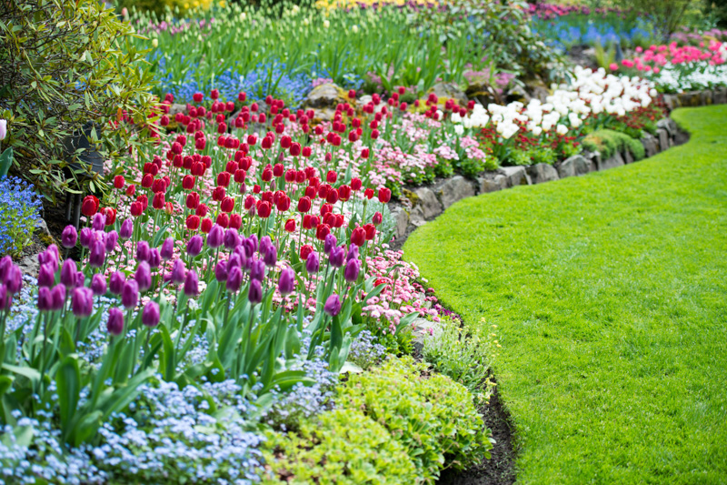 Flower Bulb, Spring Bulb, Tulip, Daffodil,