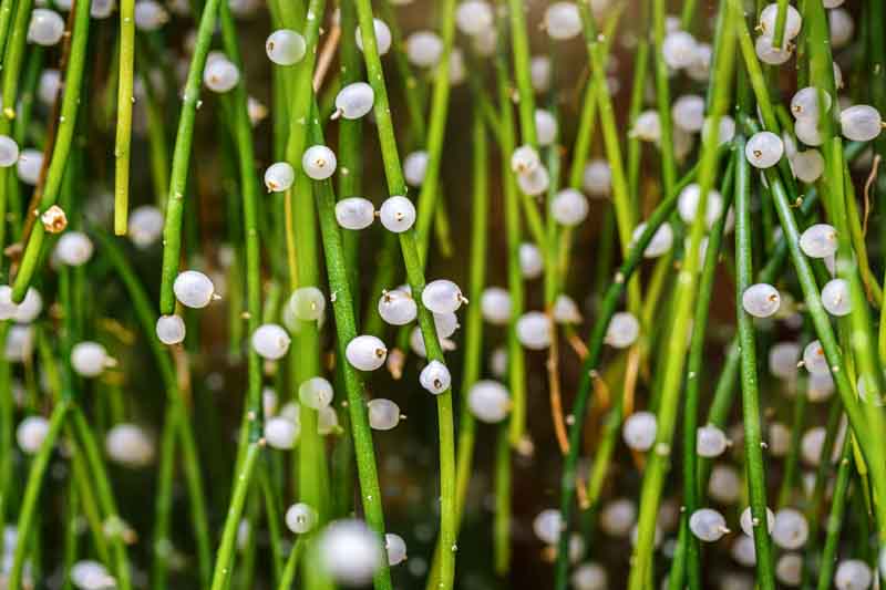 Mistletoe Cactus, Mistletoe Cacti, Spaghetti Cactus, Rhipsalis Baccifera,