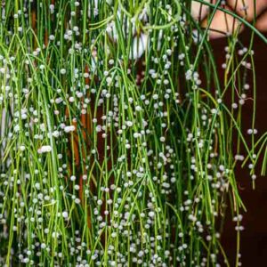Mistletoe Cactus, Mistletoe Cacti, Spaghetti Cactus, Rhipsalis Baccifera,