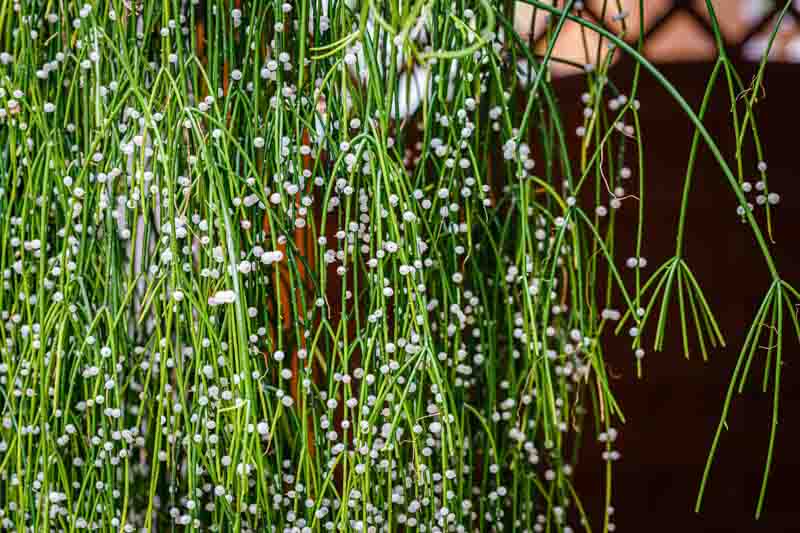 Mistletoe Cactus, Mistletoe Cacti, Spaghetti Cactus, Rhipsalis Baccifera,