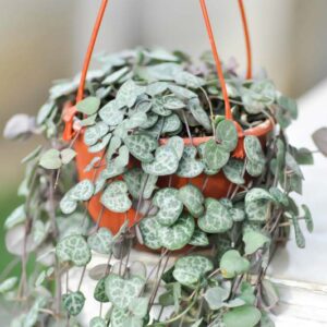 chain of hearts, collar of hearts, string of hearts, rosary vine, hearts-on-a-string, sweetheart vine, Ceropegia woodii