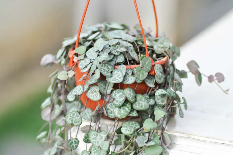 chain of hearts, collar of hearts, string of hearts, rosary vine, hearts-on-a-string, sweetheart vine, Ceropegia woodii