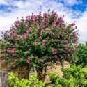 Hibiscus flowe, Hibiscus tree, Hibiscus plants, Red hibiscus