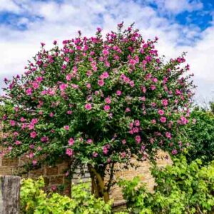 Hibiscus flowe, Hibiscus tree, Hibiscus plants, Red hibiscus