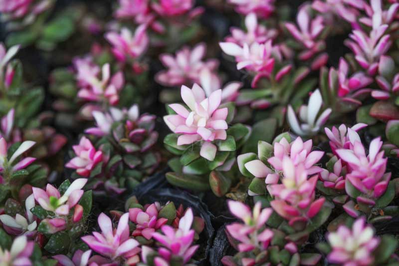 Sand Rose, Anacampseros rufescens, Succulent,Succulents, Terrarium, Drought Tolerant Plant