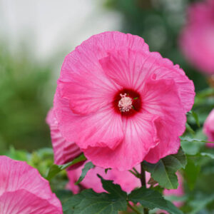 Dinner Plate Hibiscus, Hibiscus 'All Eyes on Me', Rose Mallow 'All Eyes on Me', Shrub Althea 'All Eyes on Me', Summerific Collection, Flowering Shrub, Pink flowers, Pink Hibiscus,