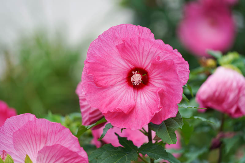 Dinner Plate Hibiscus, Hibiscus 'All Eyes on Me', Rose Mallow 'All Eyes on Me', Shrub Althea 'All Eyes on Me', Summerific Collection, Flowering Shrub, Pink flowers, Pink Hibiscus,