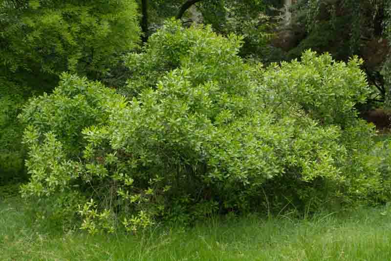 Myrica pensylvanica, Bayberry, Candleberry, Northern Bayberry, Swamp Candleberry, Morella pensylvanica
