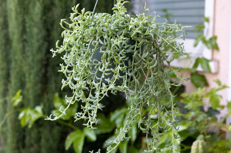 String of Dolphins, Dolphin Necklace, Flying Dolphins, Dolphin Plant, Senecio peregrinus, Curio peregrinus, Senecio hippogriff