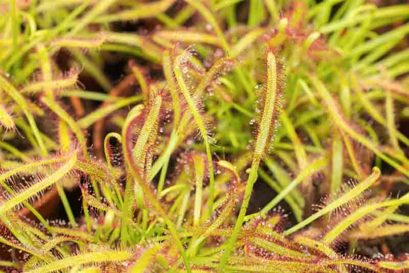 Cape Sundew, Drosera capensis, Carnivorous Plant