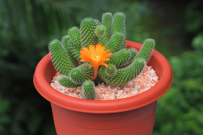 Rebutia fabrisii, cactus, succulent, terrarium