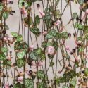 chain of hearts, collar of hearts, string of hearts, rosary vine, hearts-on-a-string, sweetheart vine, Ceropegia woodii