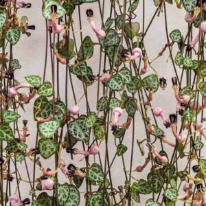 chain of hearts, collar of hearts, string of hearts, rosary vine, hearts-on-a-string, sweetheart vine, Ceropegia woodii