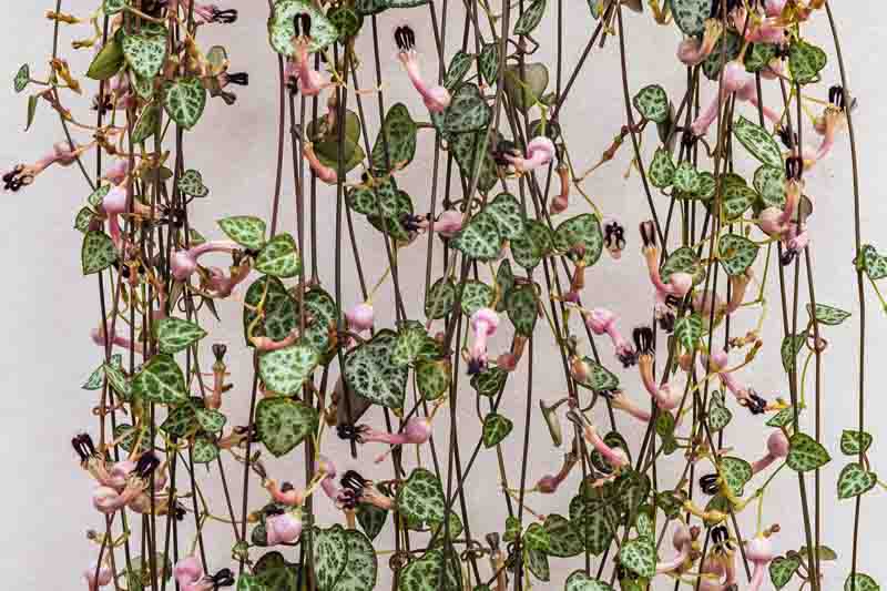 chain of hearts, collar of hearts, string of hearts, rosary vine, hearts-on-a-string, sweetheart vine, Ceropegia woodii