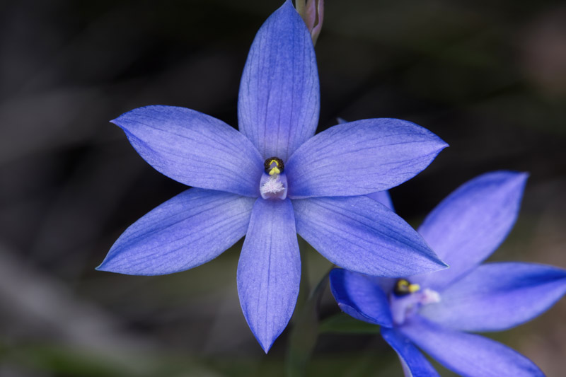 Blue Orchid, Thelymitra ixioides, Spotted Sun Orchid, Blue Orchids
