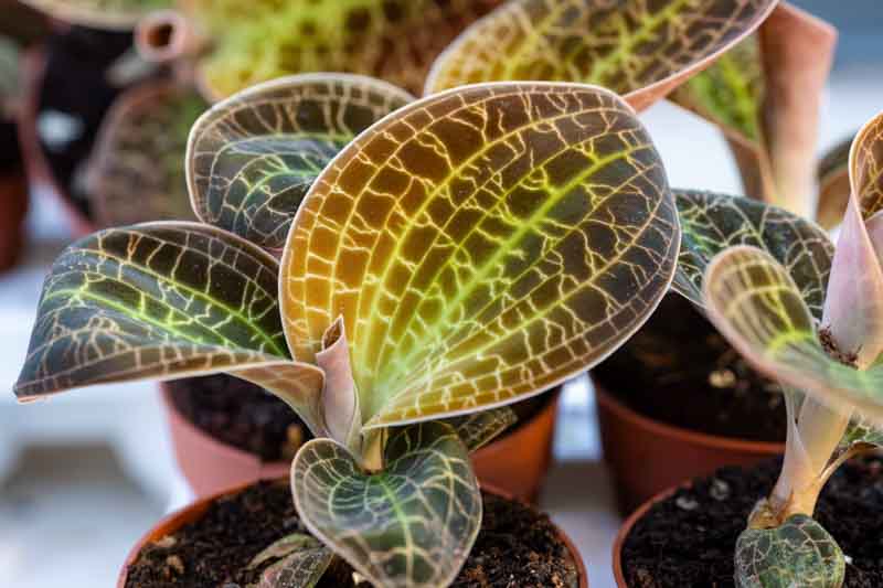 Jewel Orchid, Macodes petola, Orchid, Houseplants,