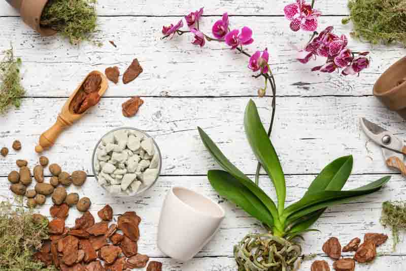 orchid potting medium, bark, moss, Repotting an orchid, Orchid, Orchids, Orchid Care