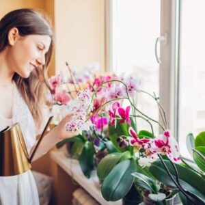 How to repot an orchid, Repotting an orchid, Orchid, Orchids, Orchid Care
