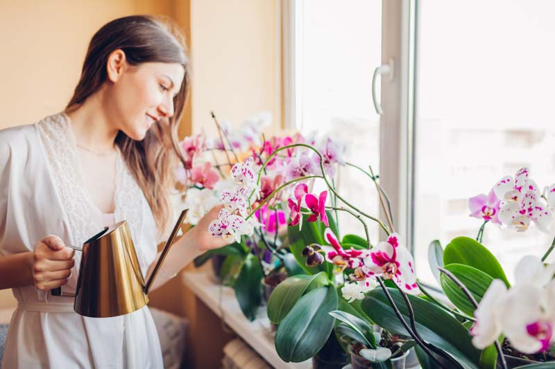 How to repot an orchid, Repotting an orchid, Orchid, Orchids, Orchid Care