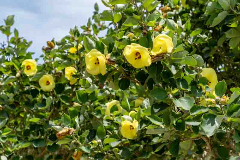 Hibiscus hamabo, Yellow Hibiscus, Hamabo Hibiscus, Hardy Yellow Hibiscus
