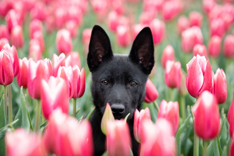 Tulips in bloom—note: bulbs are the most toxic part for dogs