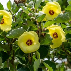 Hibiscus hamabo, Yellow Hibiscus, Hamabo Hibiscus, Hardy Yellow Hibiscus