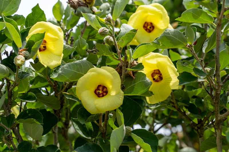Hibiscus hamabo, Yellow Hibiscus, Hamabo Hibiscus, Hardy Yellow Hibiscus