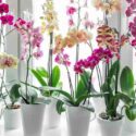 Orchid Flower, Orchids Flowers, Orchid Color, Orchid Colors, White Orchid, Purple Orchid, Pink Orchid, Red Orchid, Blue Orchid