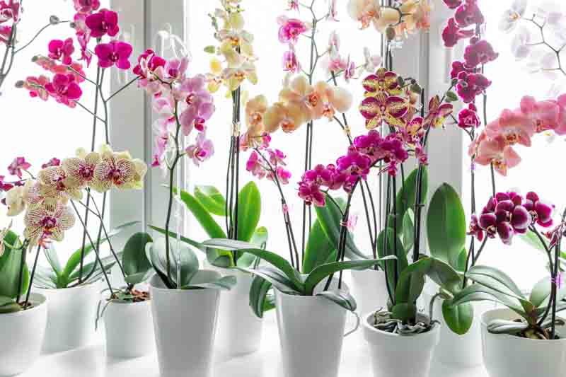 Orchid Flower, Orchids Flowers, Orchid Color, Orchid Colors, White Orchid, Purple Orchid, Pink Orchid, Red Orchid, Blue Orchid