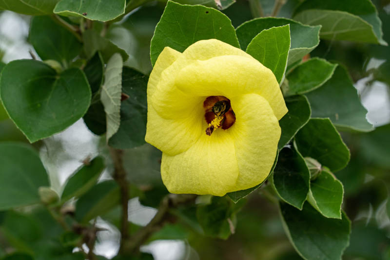 Hibiscus hamabo, Yellow Hibiscus, Hamabo Hibiscus, Hardy Yellow Hibiscus