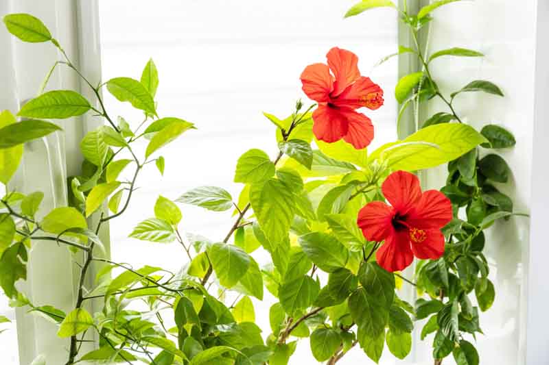 Hibiscus leaves, Yellow Leaves, Hibiscus, Hibiscus plant, Hibiscus flowers, Hibiscus plants