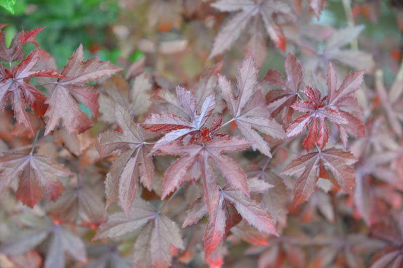 Cranberry Hibiscus, Hibiscus acetosella, African Rosemallow, False Roselle, Maroon Mallow, Red Hibiscus, Red-leaved Hibiscus