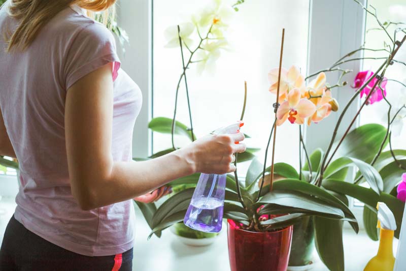 Orchid, Orchids, Orchid Flowers, Orchid Care, Misting Orchid, Humidity
