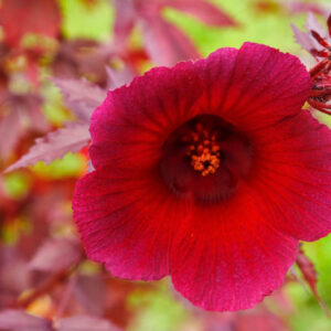 Cranberry Hibiscus, Hibiscus acetosella, African Rosemallow, False Roselle, Maroon Mallow, Red Hibiscus, Red-leaved Hibiscus