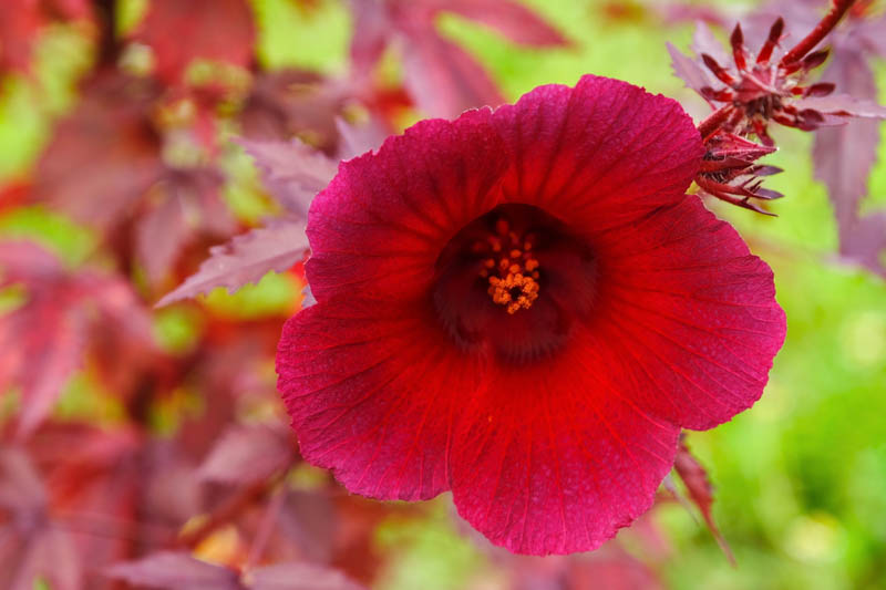 Cranberry Hibiscus, Hibiscus acetosella, African Rosemallow, False Roselle, Maroon Mallow, Red Hibiscus, Red-leaved Hibiscus