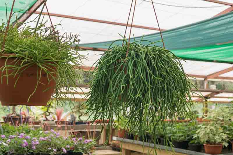 Mistletoe Cactus, Mistletoe Cacti, Spaghetti Cactus, Rhipsalis Baccifera,