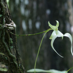 Ghost Orchid, Ghost Orchids, Dendrophylax lindenii, Florida Native, US Native plant