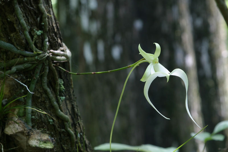 Ghost Orchid, Ghost Orchids, Dendrophylax lindenii, Florida Native, US Native plant