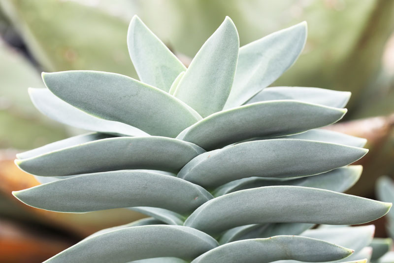 Propeller Plant, Airplane Plant, Crassula falcata, Succulent, Terrarium