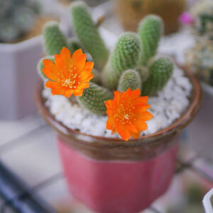 Rebutia fabrisii, cactus, succulent, terrarium
