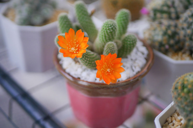 Rebutia fabrisii, cactus, succulent, terrarium