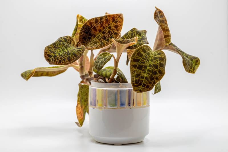 Jewel Orchid, Macodes petola, Orchid, Houseplants,