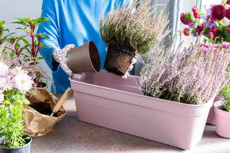 Heather, Heath, Calluna, Erica, Caluna vulgaris,