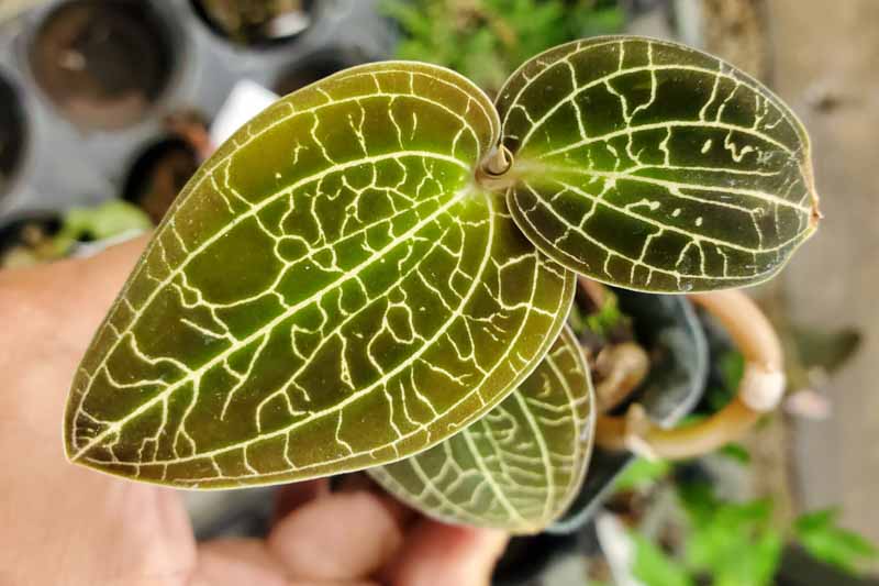 Jewel Orchid, Macodes petola, Orchid, Houseplants,